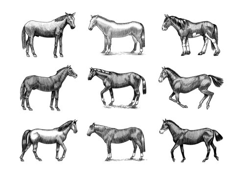 A Set Of Horses In Different Poses On A White Background. Hand drawn animal. Woodcut outline sketch. Vector engraved illustration for logo and tattoo or T-shirts.