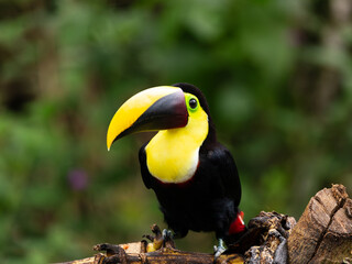 Yellow fronted toucan - the largest toucan - seen perched on tree branch with soft focus woody area in the background, La Fortuna, Costa Rica