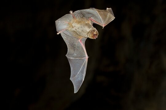 Common bent-wing bat (Miniopterus schreibersii) in flight in a cave, Northern Bulgaria, Bulgaria, Europe