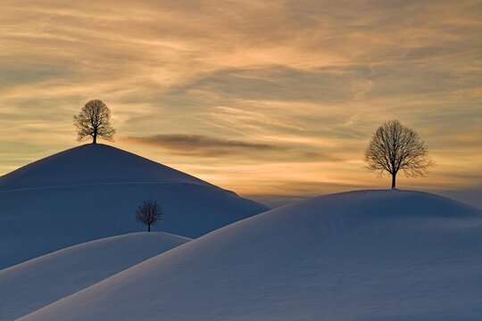 Linden trees in drumlin landscape, in winter with snow, sunset, Hirzel, Switzerland, Europe