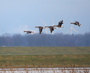 Canada Geese in flight over a meadow in winter 