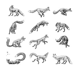 Wild red fox set. Forest ginger animal flying and jumping. Vector Engraved hand drawn Vintage sketch for label or poster.