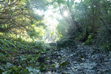 韓国岳の大浪池登山道