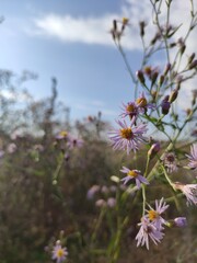 flowers in a field