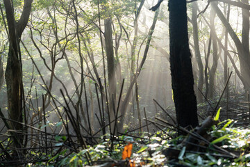 韓国岳の大浪池登山道