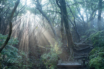 韓国岳の大浪池登山道