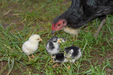 Mother hen looking for food with her chicks, cute and beautiful chicks
