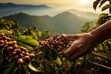 Coffee plantation with hands during harvest season, with rows of coffee plants stretching into the distance
