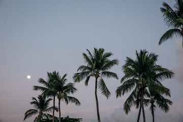View of the moon through the palm trees in Saint Lucia in the Caribbean