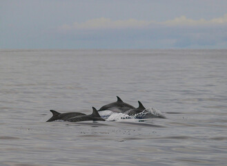 Fototapeta premium pod of wild dolphins