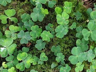 Leaves of Wood-sorrel (Oxalis acetosella)