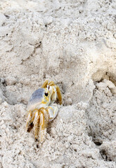 An Atlantic Ghost Crab at Assateague Island in Maryland