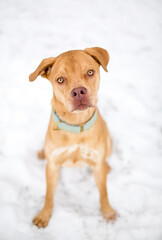 A young Pit Bull Terrier mixed breed dog sitting in the snow