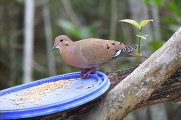 Common Ground-Dove perched on a bird feeder