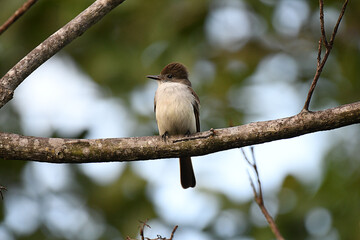 La Sagra’s Flycatcher perched on a branch