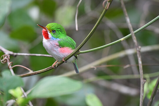Beautiful Cuban Tody perched on a twig
