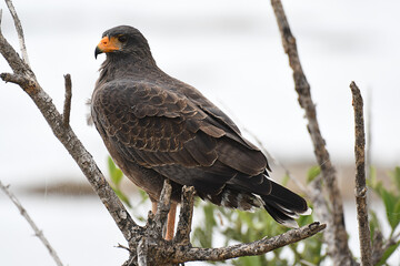 Cuban Black Hawk perched on a branch, over a white background