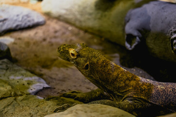 animals, fish, aquarium, tank , ocean, travel, abstract, blue, sea, beach, tropical