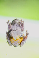macro, insect, animal, nature, food, isolated, white, spider, frog, closeup, bug, brown, flower
