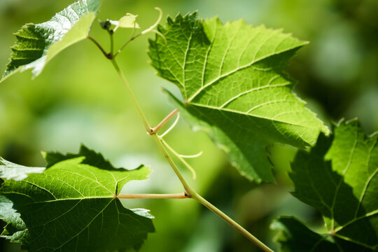Grape Vines