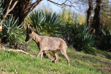 Deer in french countryside during winter