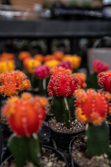 Group of Cactus Shopping Rows Orange and Red Tops