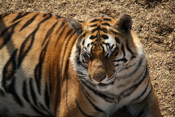 A tiger bathing in the sun