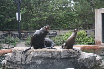 Sealions talking to the visitors