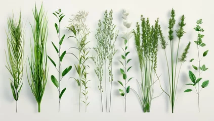 Poster a bunch of different kinds of grasses and leaves, in the style of realistic details, absinthe culture, high detailed, organic simplicity © STOCKYE STUDIO