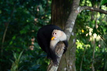 White-faced capuchin with pilfered unhealthy snack in its mouth perched in tree, Manuel Antonio, Costa Rica
