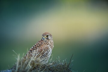 Kestrel