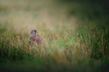 Kestrel