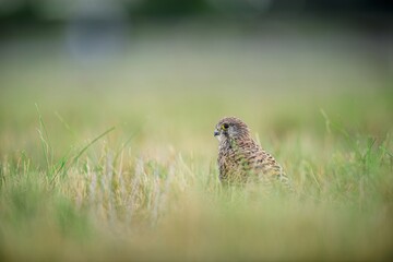 Kestrel