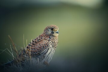 Kestrel