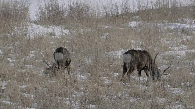 Hokkaido, Japan - February 19, 2024: Herd of Hokkaido Sika Deer or Ezoshika at Notsuke Peninsula in Hokkaido, Japan