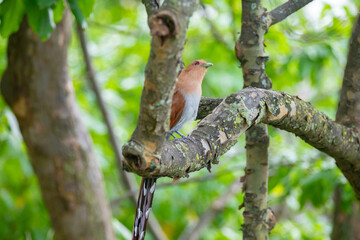 Bird (Piaya cayana) perched on branch of rainforest tree in selective focus