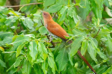 Bird (Piaya cayana) perched on branch of rainforest tree in selective focus