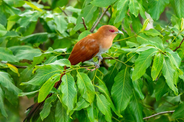 Bird (Piaya cayana) perched on branch of rainforest tree in selective focus