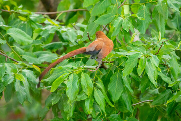 Bird (Piaya cayana) perched on branch of rainforest tree in selective focus