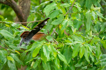Bird (Piaya cayana) perched on branch of rainforest tree in selective focus