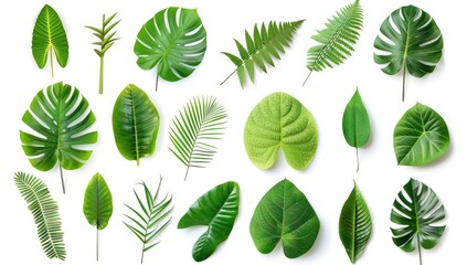 various pieces of tropical leaf collection on a white background - obrazy, fototapety, plakaty