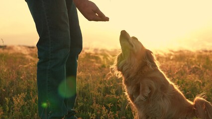 Human animal friendship Concept . Owner loves pet. Owner feeding red dog, sunset during hike. Dog...