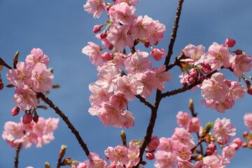 桜・さくら・サクラ・川津桜