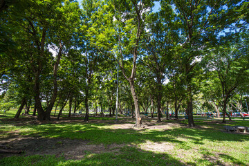 Fototapeta na wymiar Green tree scenery tropical forest of city public park