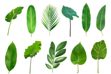 set of Tropical green leaves on white background.
