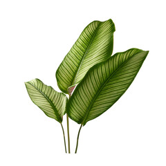 Calathea ornata( Pin- stripe calathea ) green leaf isolated on white background