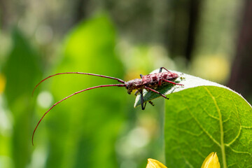 long antenna bug on leaf