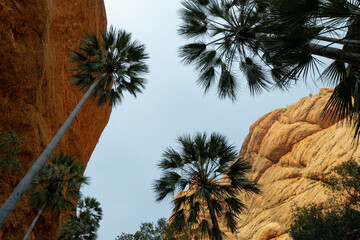 Looking up at tall palm trees against orange rocks in a gorge in WA