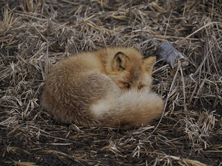 Fototapeta premium Hokkaido, Japan - February 19, 2024: A Sleepy Ezo red fox or kitakitsune or Vulpes vulpes schrencki at Notsuke Peninsula in Hokkaido, Japan 