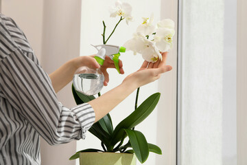 Woman spraying blooming white orchid flowers with water near window, closeup